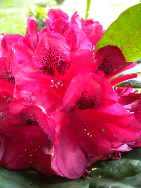 Fleur de rhododendron vue de près