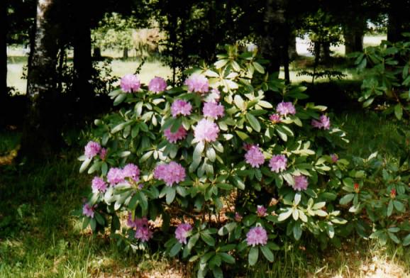 Rhododendron ombragé